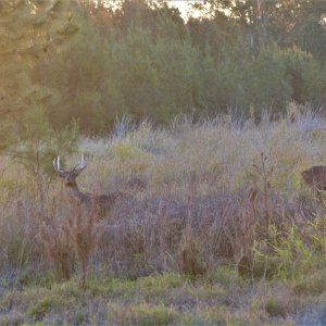 Rusa Deer New Zealand