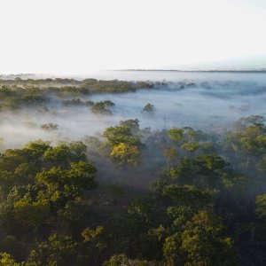 Media 'Chinizuia Forest Mozambique' in category 'Nature & Wildlife Africa'