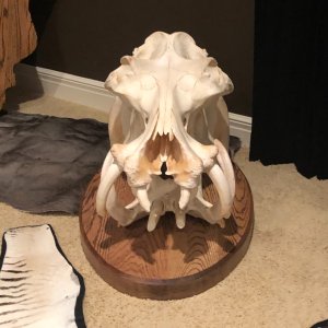 Hippo Skull