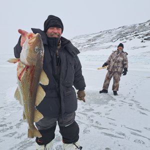 Fishing Greenland