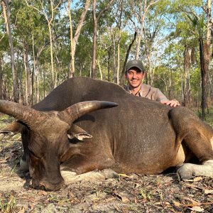 Banteng Hunt Australia