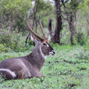 Media 'Waterbuck South Africa' in category 'Nature & Wildlife Africa'