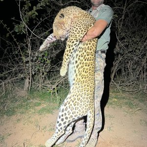 Leopard Hunt Zimbabwe