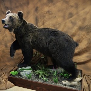 400CIC Class Bear Taxidermy