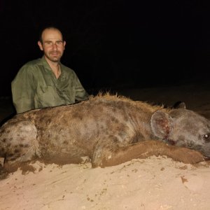 Spotted Hyena Hunt Eastern Cape South Africa