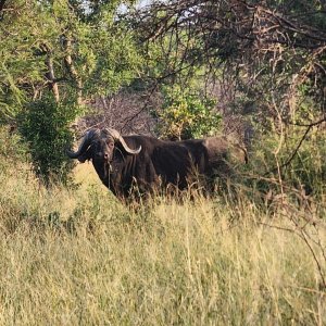 Media 'Buffalo Mozambique' in category 'Nature & Wildlife Africa'