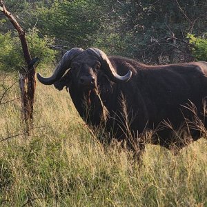 Media 'Buffalo Mozambique' in category 'Nature & Wildlife Africa'