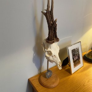 Roe Deer Skull With Stand