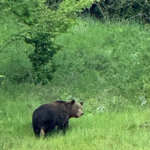 Bear Romania