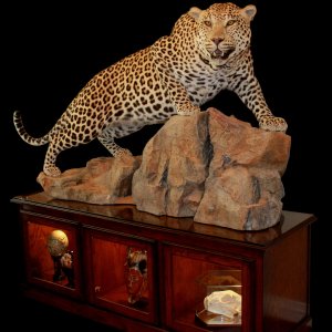 Leopard Full Mount Taxidermy