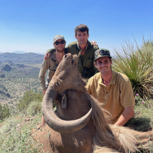 Aoudad Hunt West Texas