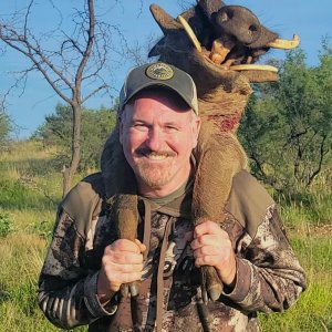 Warthog Hunt Namibia