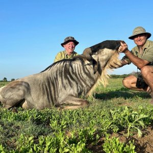 White Bearded Wildebeest Hunt Masaailand