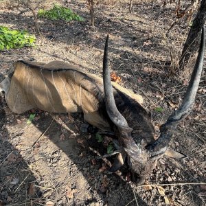 Lord Derby Eland Hunt Cameroon