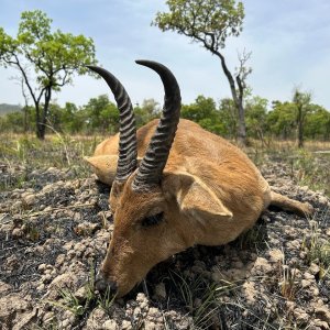 Bohor Reedbuck Hunt