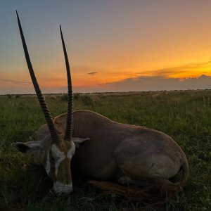 Golden Gemsbok Hunt South Africa