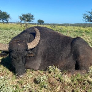 Water Buffalo Hunt Argentina