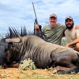 Blue Wildebeest Hunting Namibia