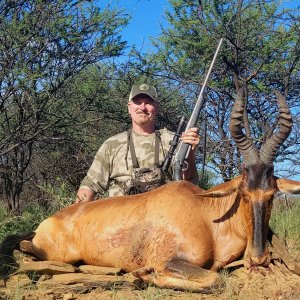 Red Hartebeest Hunting Namibia