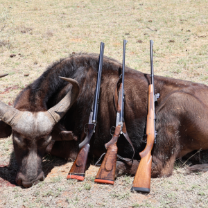 Buffalo Cow  Hunt South Africa