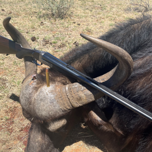 Buffalo Cow Hunt South Africa