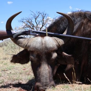 Buffalo Cow Hunt South Africa