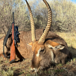 Waterbuck Hunt South Africa