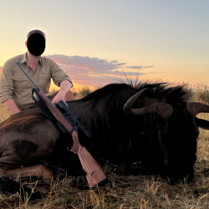 Blue Wildebeest Hunt South Africa