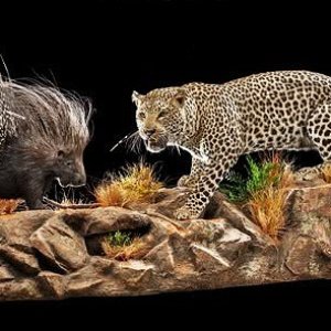 Leopard & Porcupine Full Mount Taxidermy