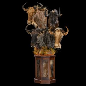 Wildebeest Combination Stag Mount Taxidermy