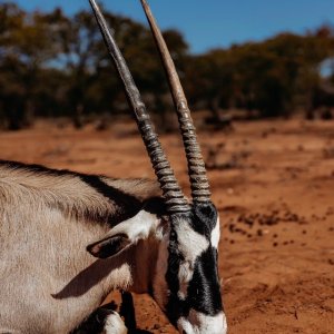 Gemsbok Hunt Zimbabwe