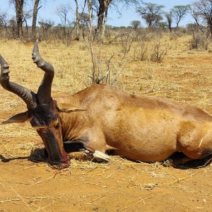 Hartebeest Hunt Namibia