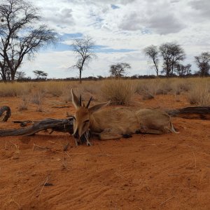 Duiker Hunt Namibia