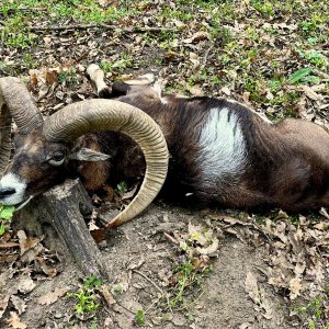 Mouflon Ram Hunt Hungary