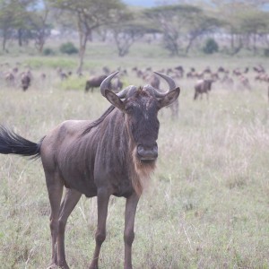Wildebeest Tanzania