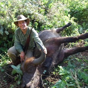 Buffalo Tanzania