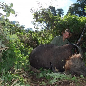 Buffalo Tanzania