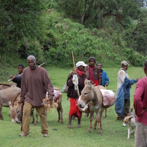 Getting the Buffalo Meat Tanzania