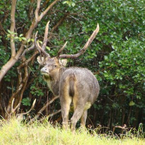Rusa Deer Mauritius