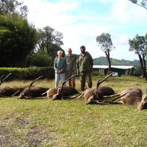 Hunting Rusa Deer Mauritius