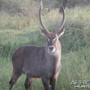 Nice Waterbuck