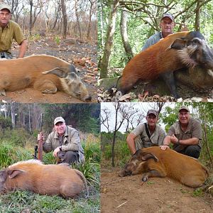 Red river hog from CAR