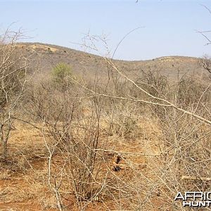 My Leopard Hunt with Motsomi Safaris in South Africa