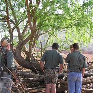 My Leopard Hunt with Motsomi Safaris in South Africa