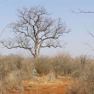 My Leopard Hunt with Motsomi Safaris in South Africa