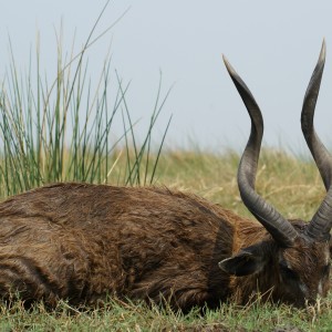 Nice Zambezi sitatunga