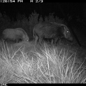 Trailcam photo of Bushpigs from one of our bait stations
