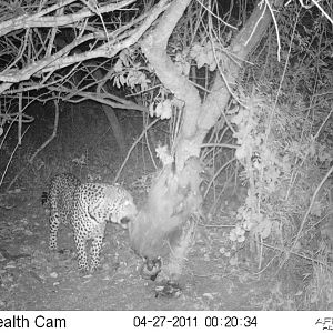 Leopard on bait