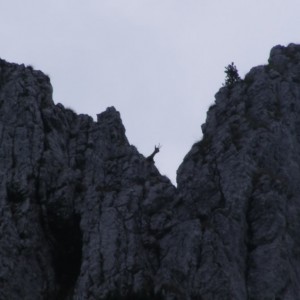 Carpathian Chamois in Romania