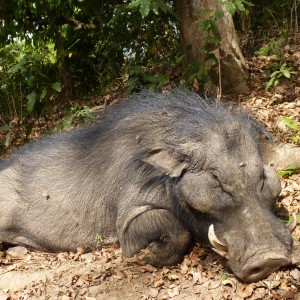 Hunting Giant Forest Hog in Central African Republic